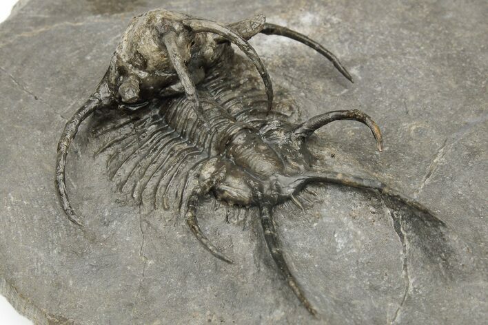 Spiny Ceratarges Trilobite - Zireg, Morocco #222267